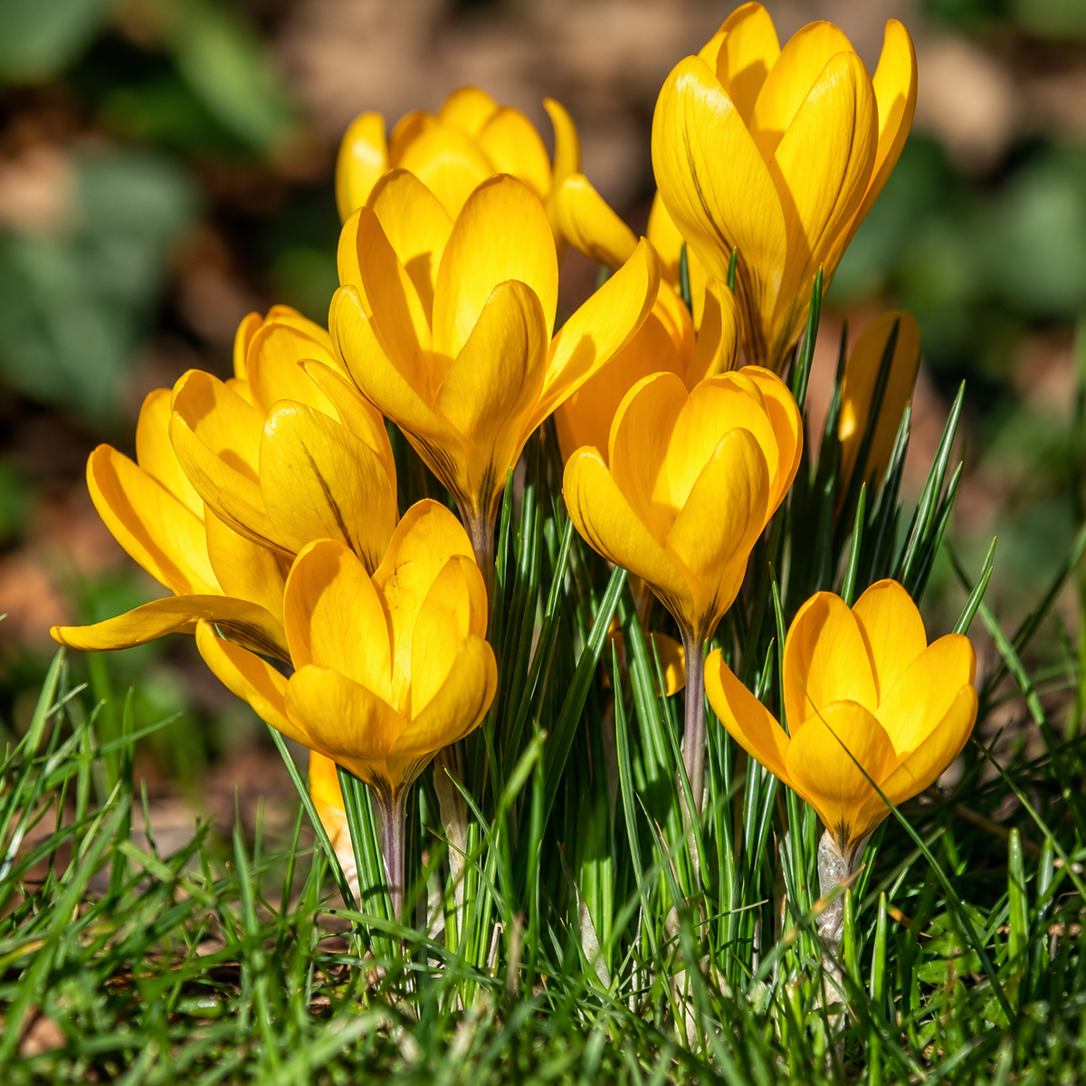 Crocus Bulbs – ‘Yellow Mammoth’