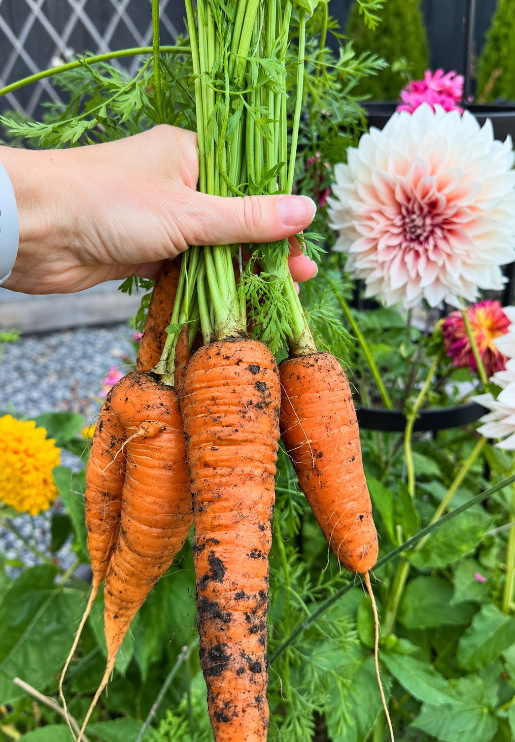 606 Carrot Vegetable Starts