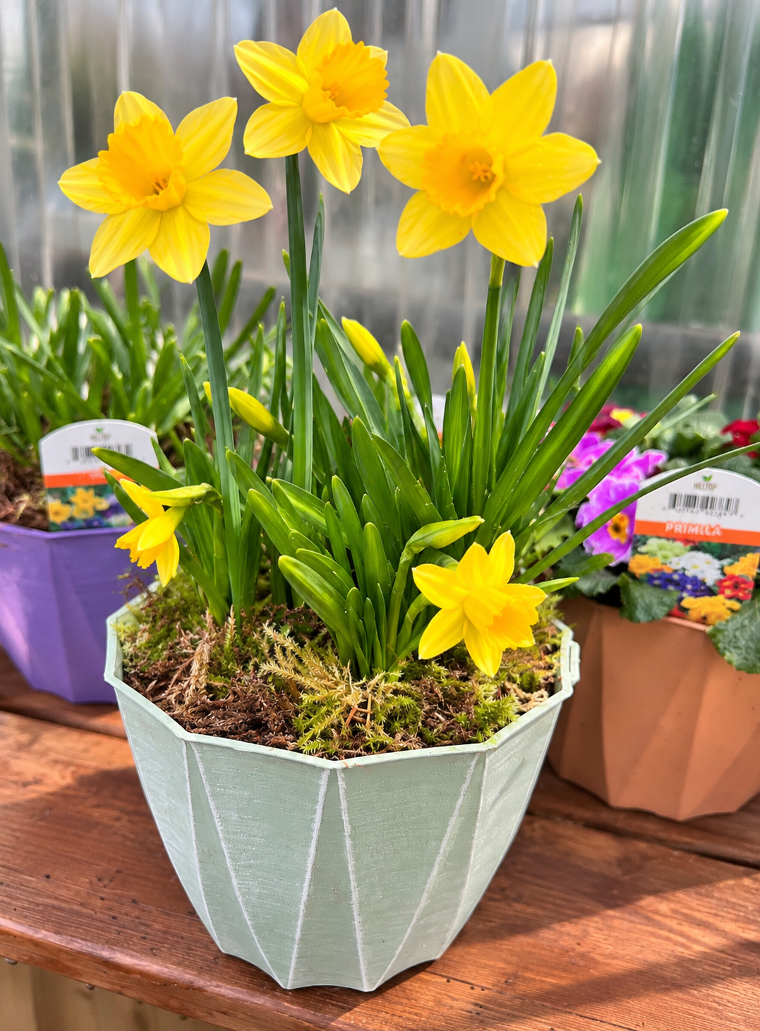 8" Daffodil Pot