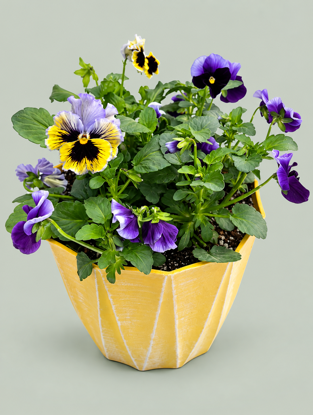 8" Mixed Pansy Pot – Assorted Colours