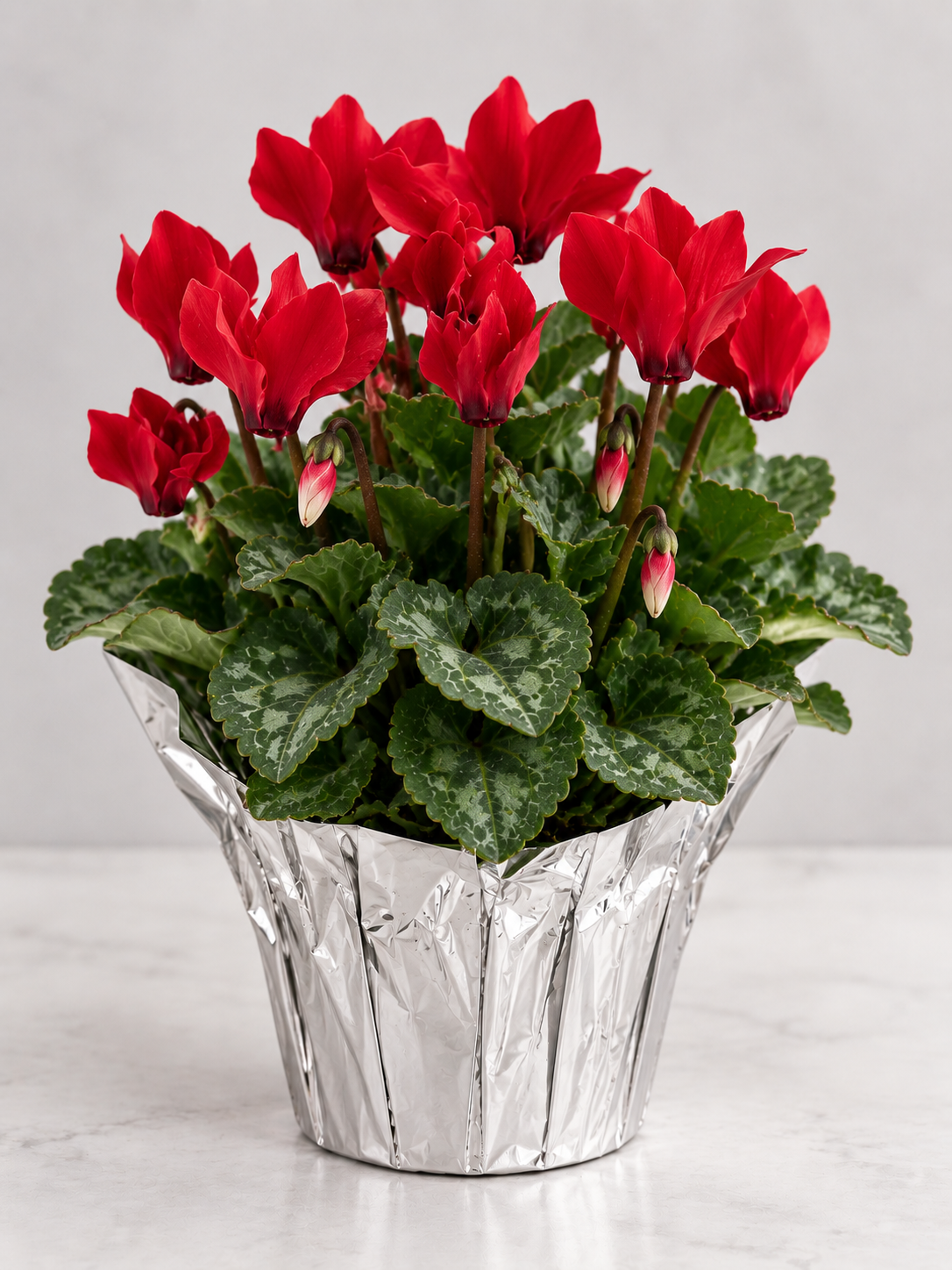 4" Cyclamen