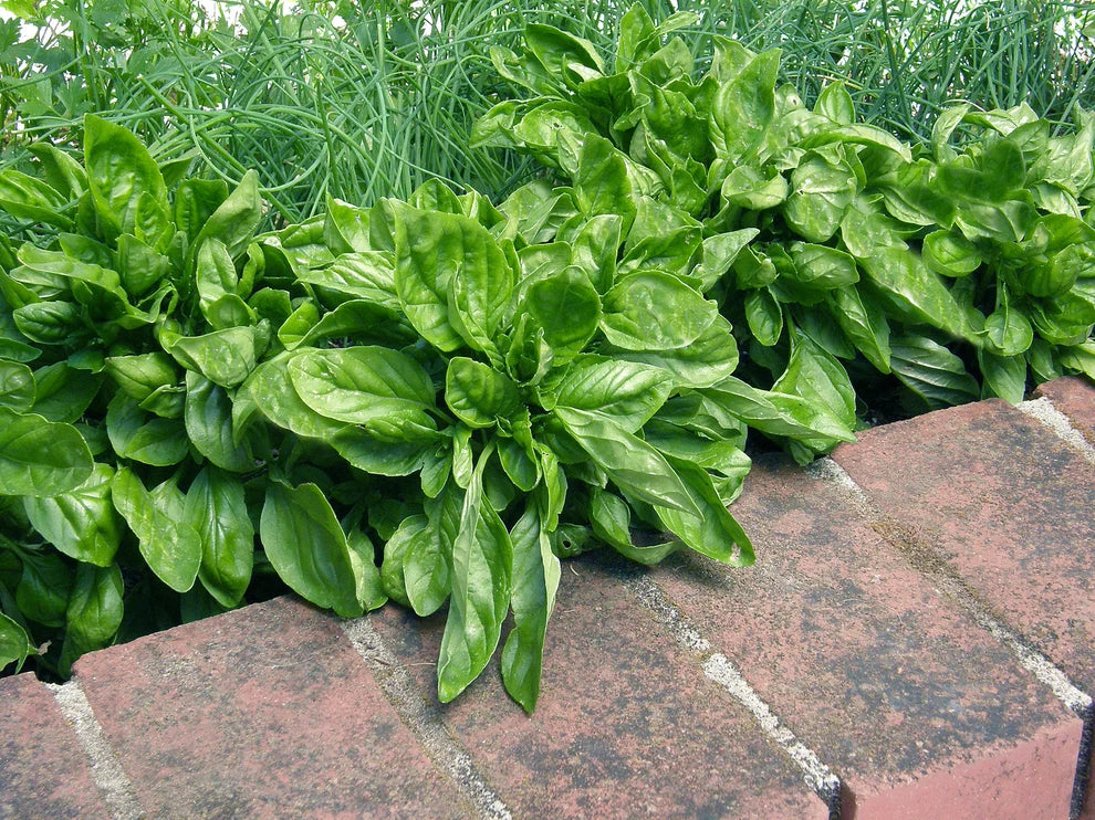 Large-Leaf Container Basil  Italian Cameo Seeds