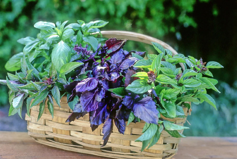 Kitchen Herbs  Scented Basil Trio Seeds