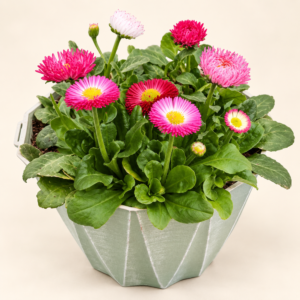 8" Mixed Bellis Pot – Assorted Colours