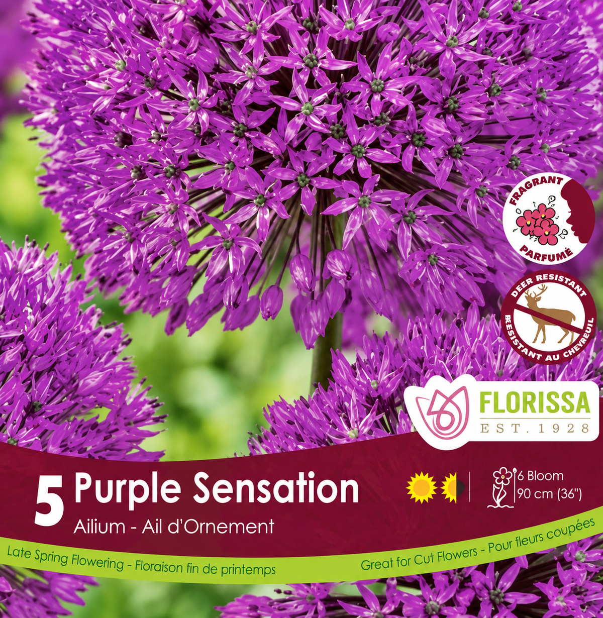 Allium Bulbs- Purple Sensation