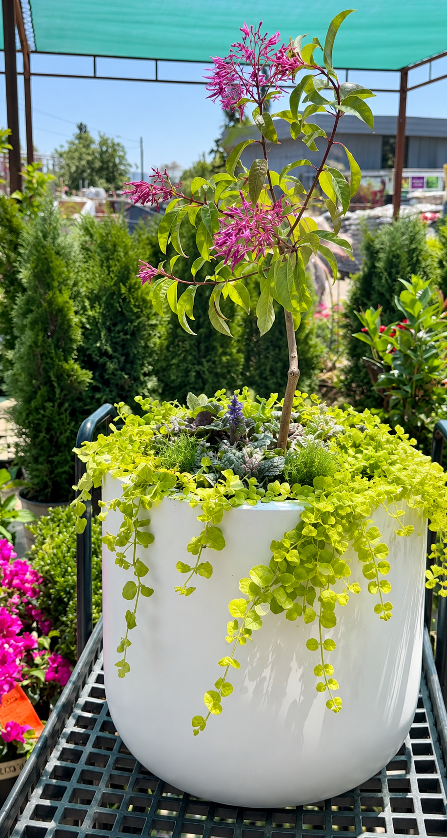 Lysimachia ‘Goldilocks’ Basket Stuffer – 2.5" Pot