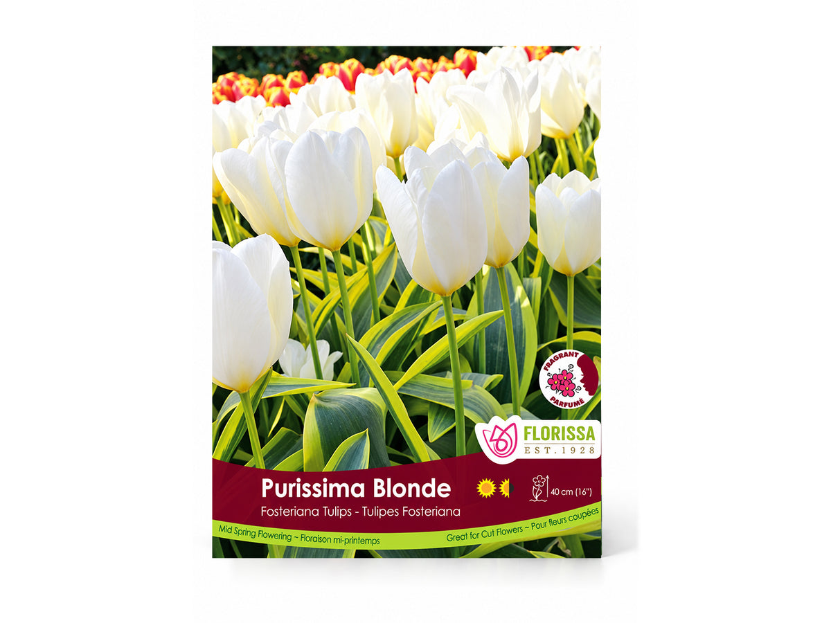 Tulip Bulbs – ‘Pusissima Blonde’