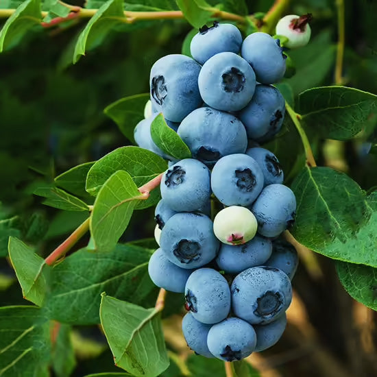 1 Gal Blueberry Legacy