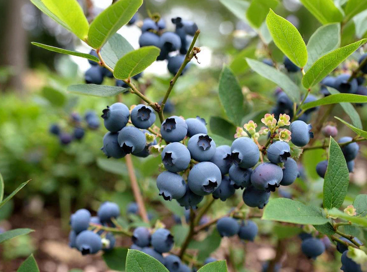 1G Blueberry Legacy