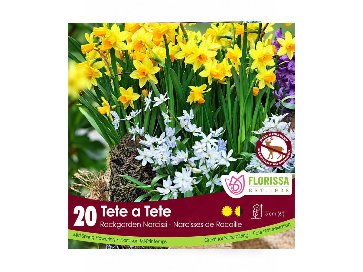 Daffodil Bulbs – ‘Tête-à-Tête’ Bonus Pack