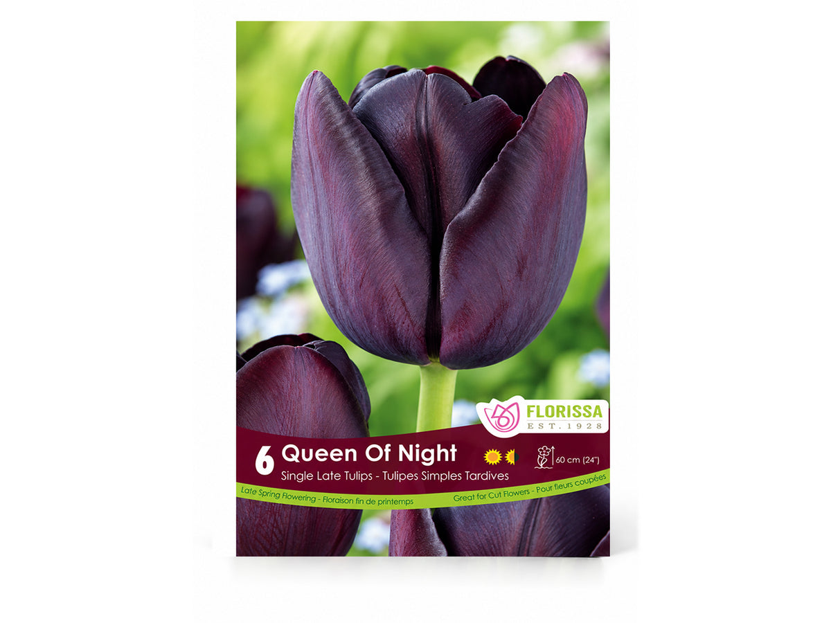 Tulip Bulbs – ‘Queen of Night’