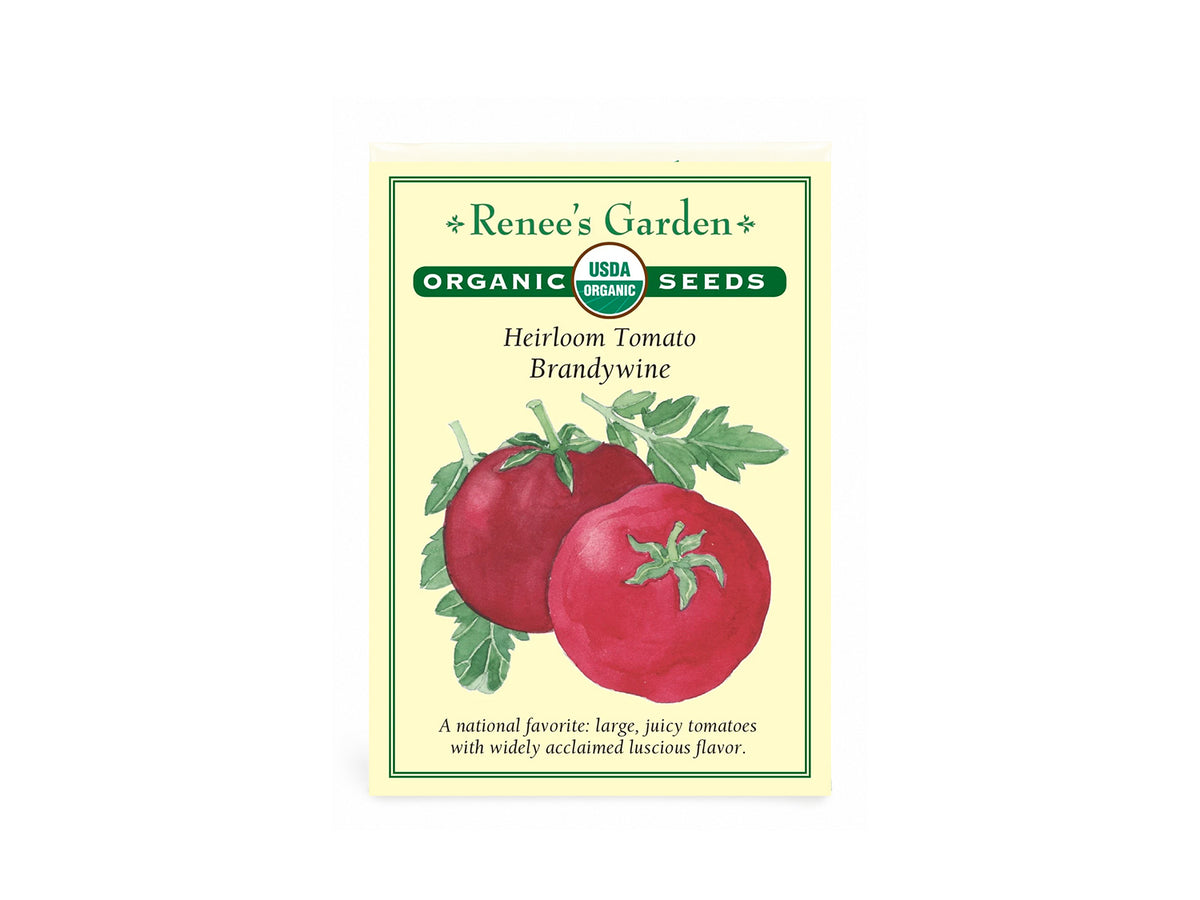Heirloom Tomato  Brandywine Organic Seeds