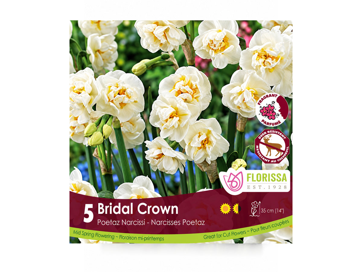 Daffodil Bulbs – ‘Bridal Crown’