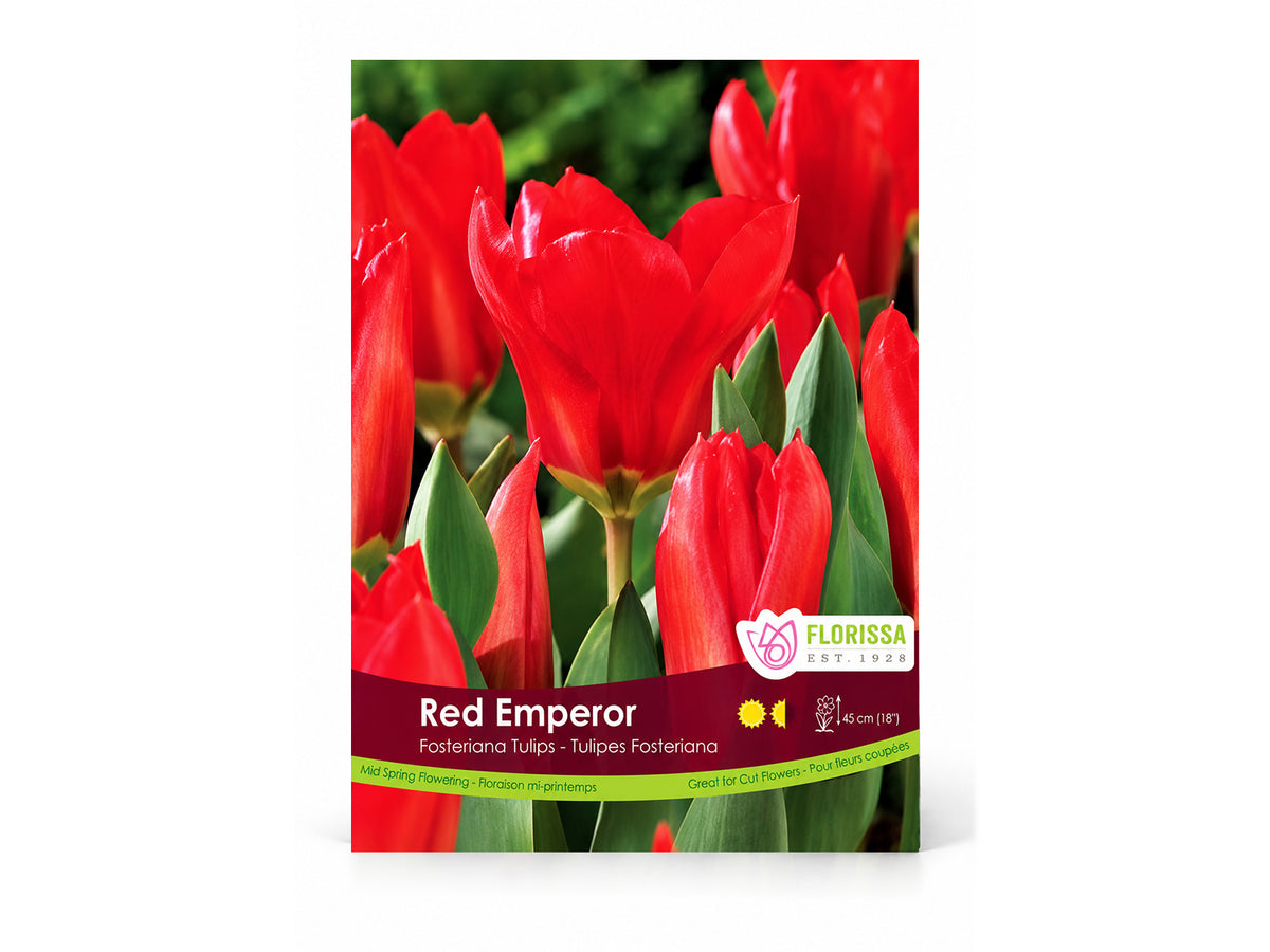 Tulip Bulbs – ‘Red Emperor’