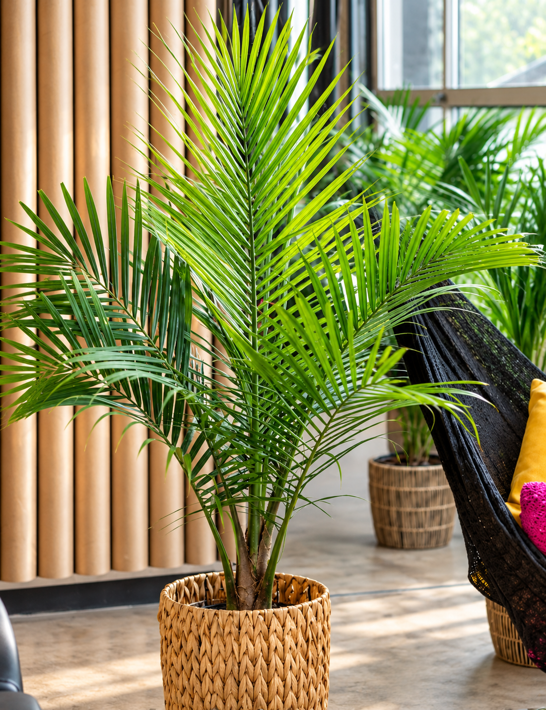 5G Majesty Palm (Ravenea rivularis)