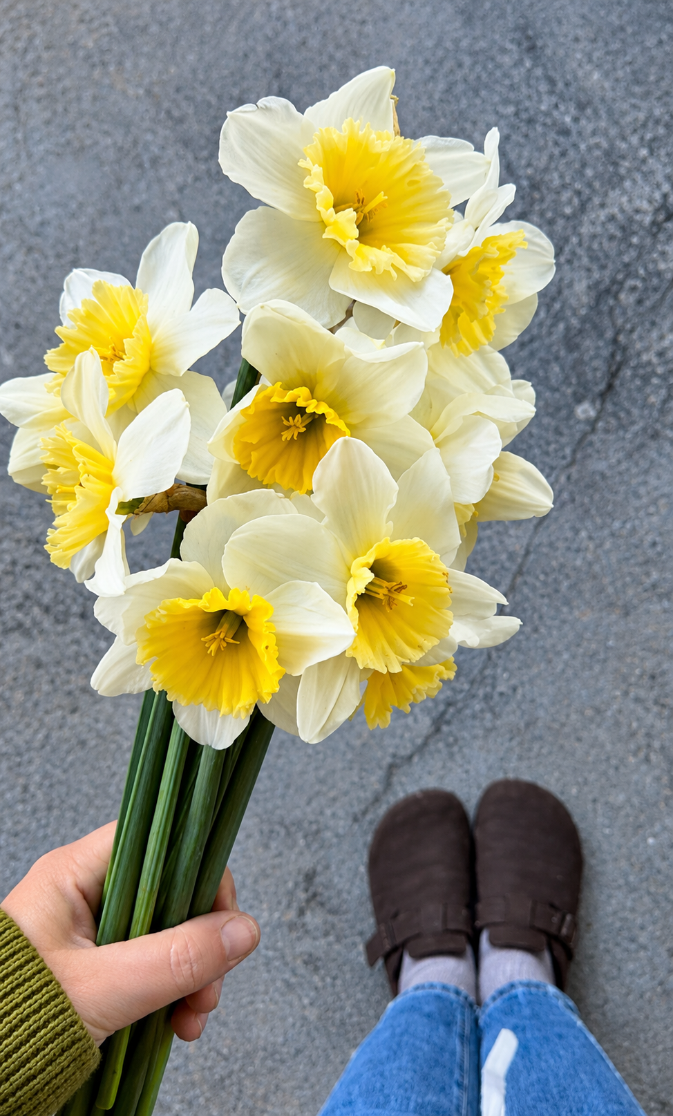 Daffodil Bulbs – ‘Ice Follies’
