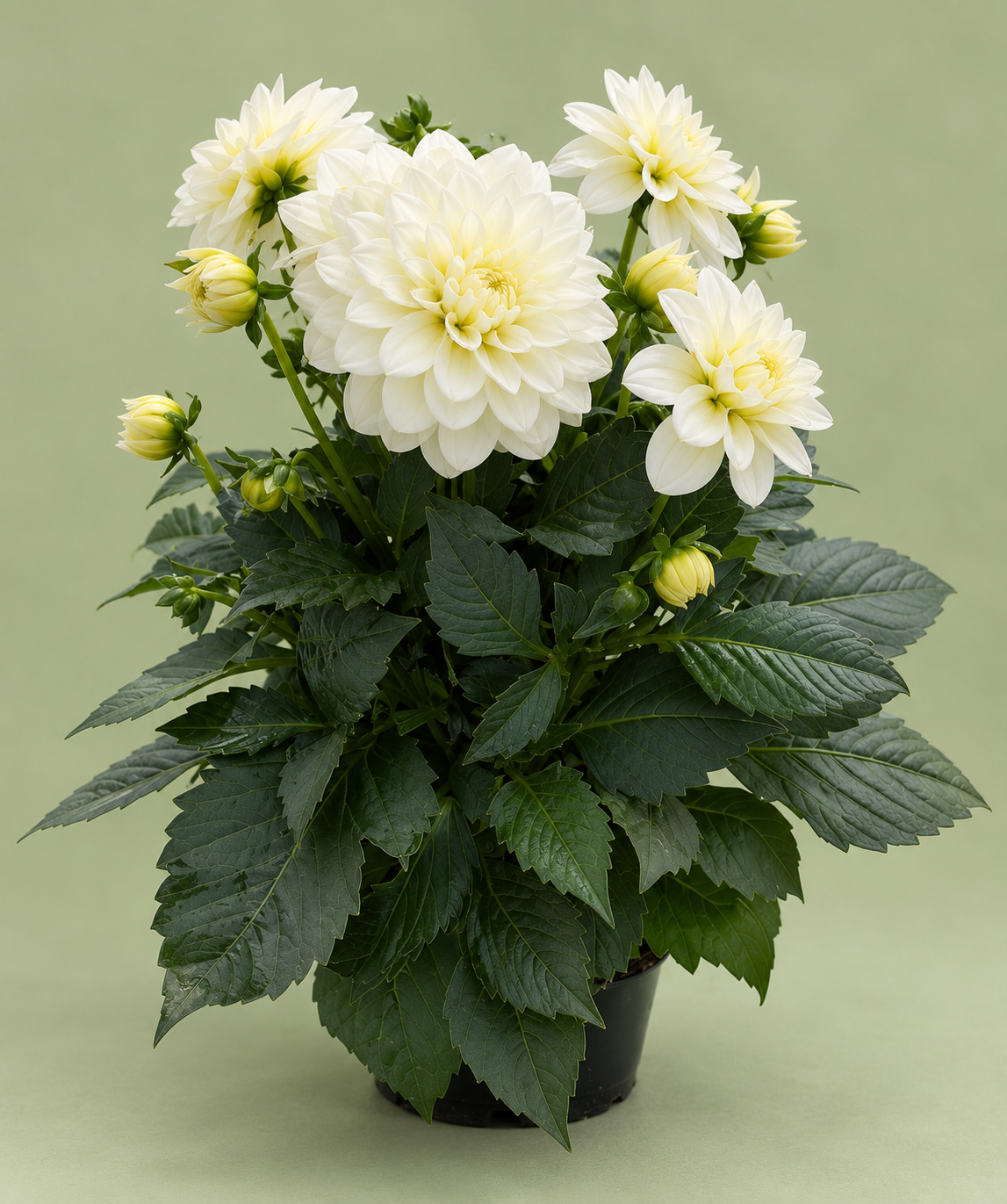 Dahlia – 6" Pot