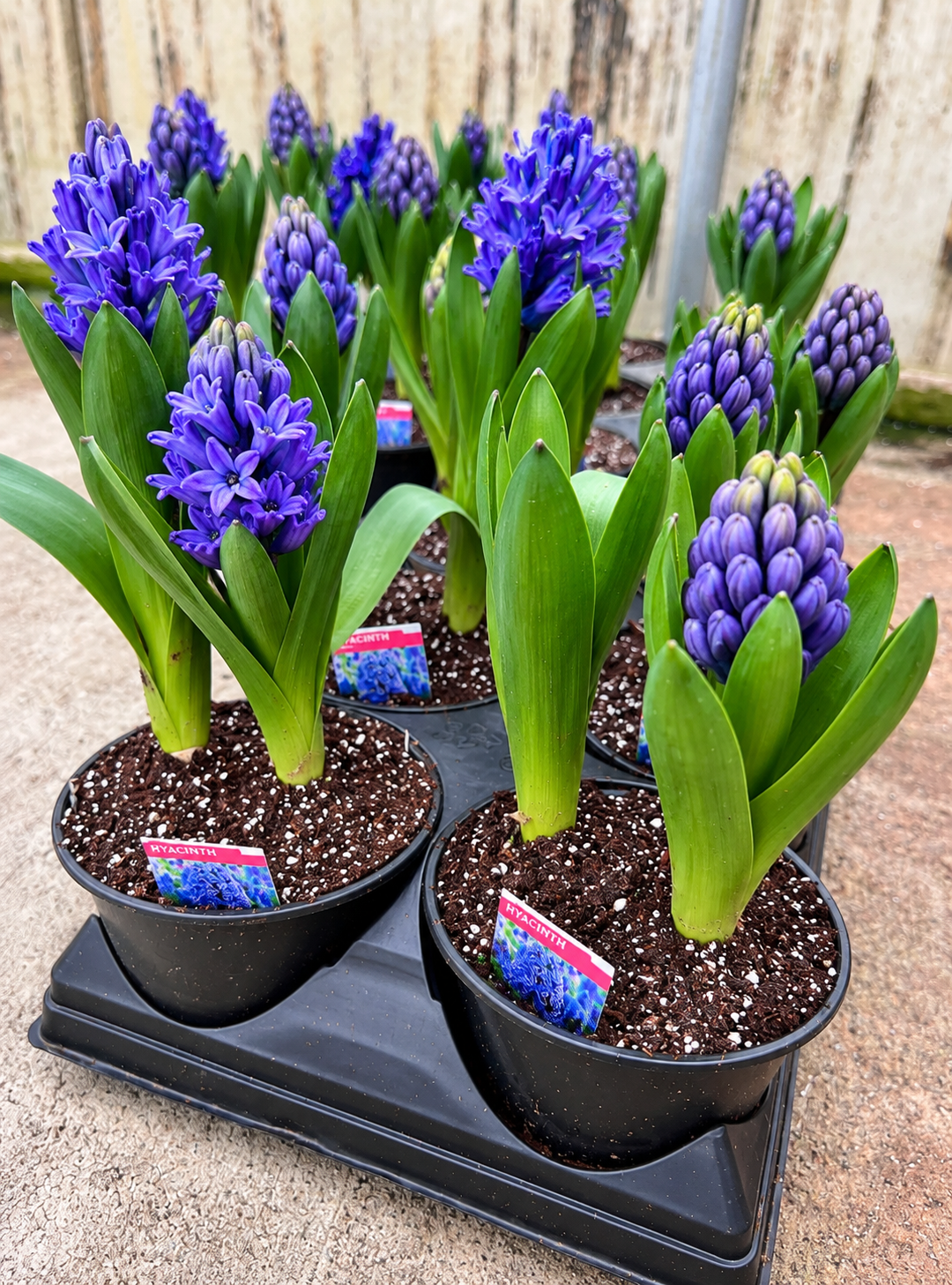 6" Hyacinthus Plant