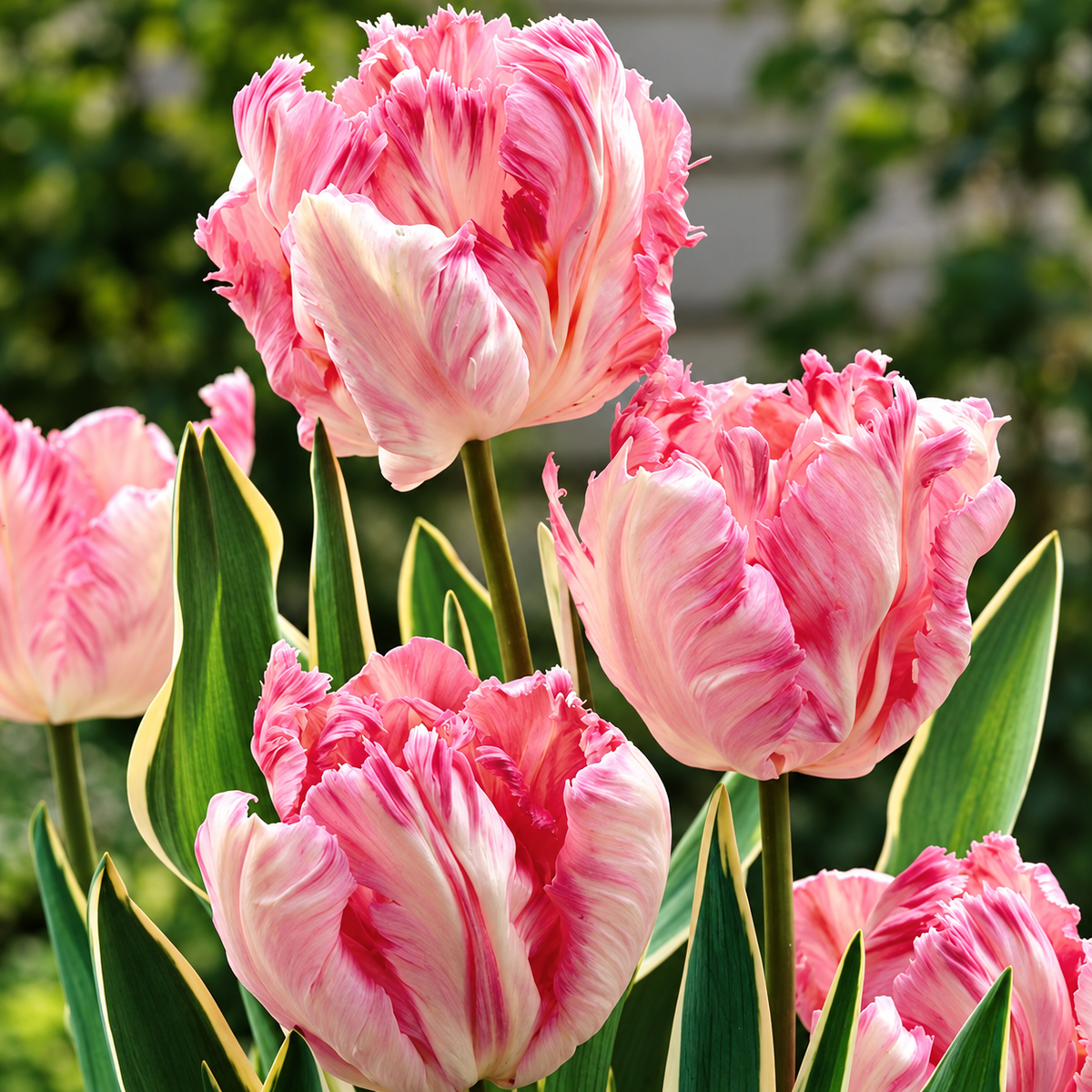 Tulip Bulbs – ‘Silver Parrot’