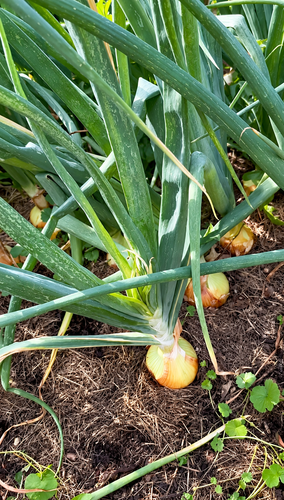 606 Onion Vegetable Starts