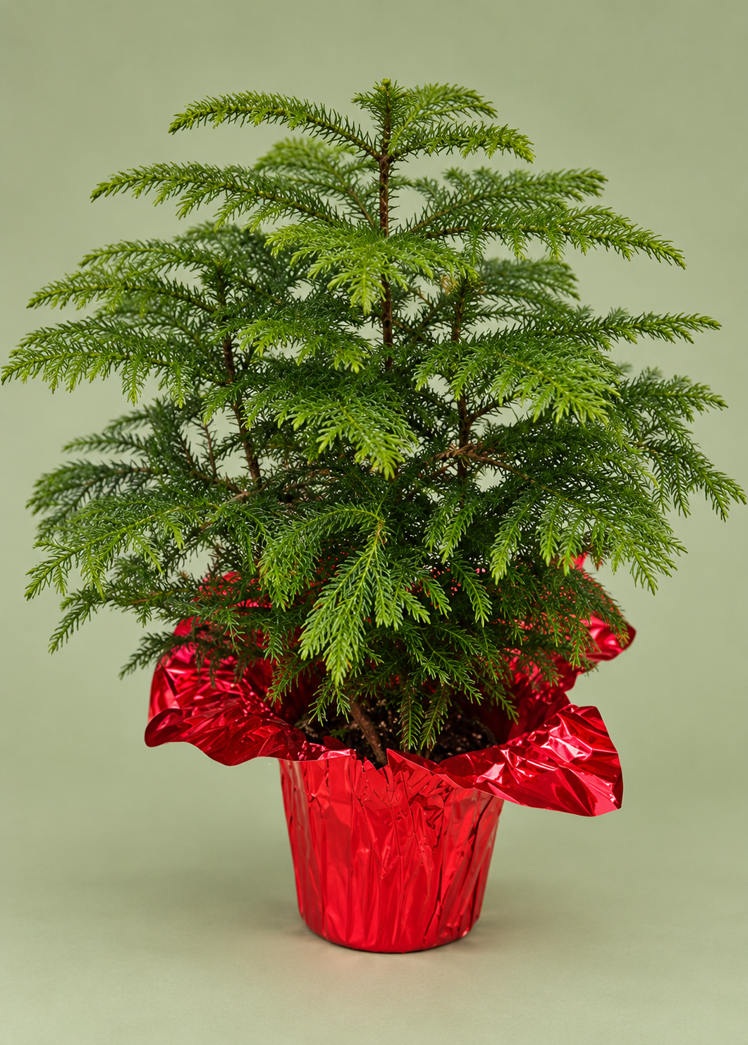 Norfolk Pine – 6.5" Pot with Speed Cover