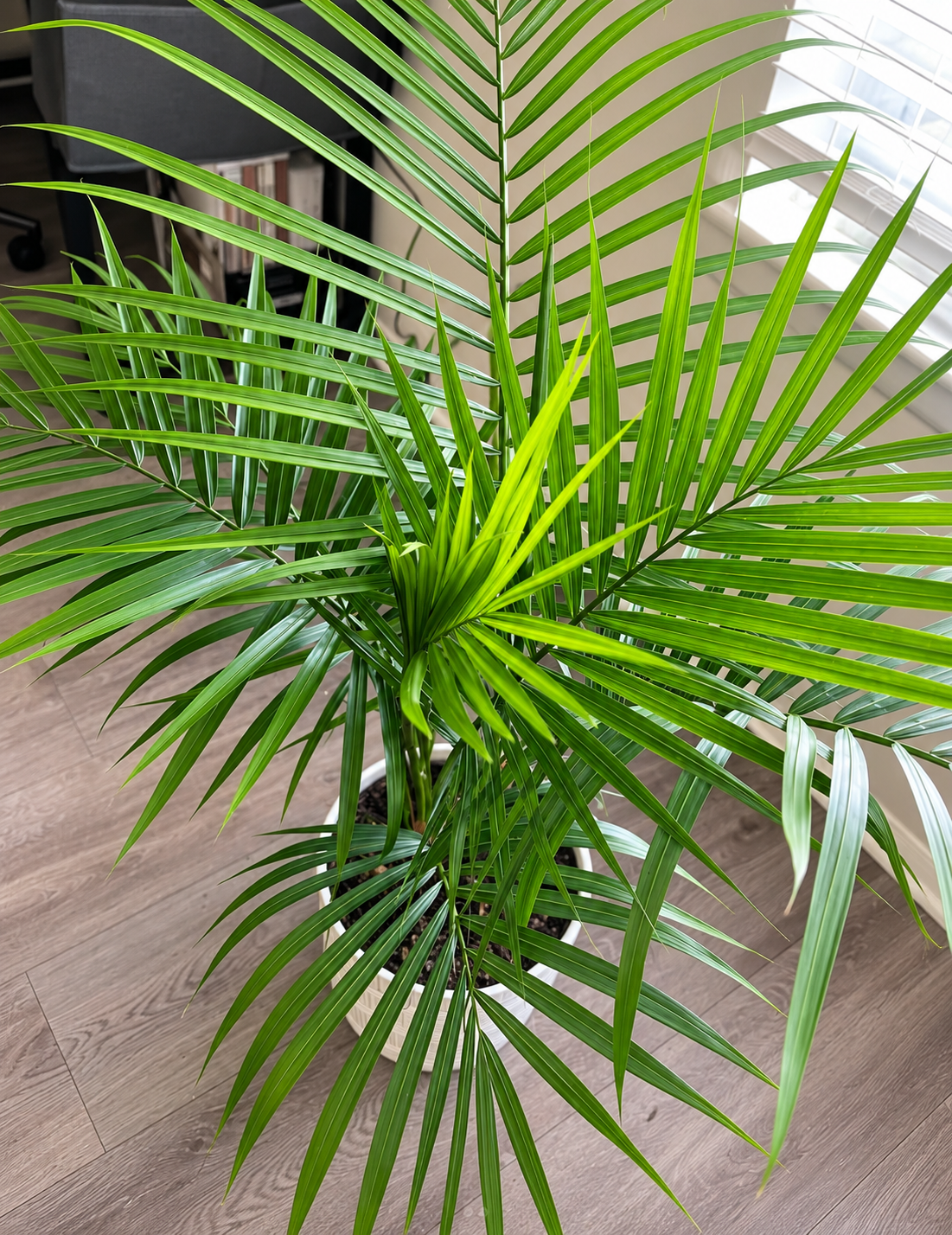5G Majesty Palm (Ravenea rivularis)