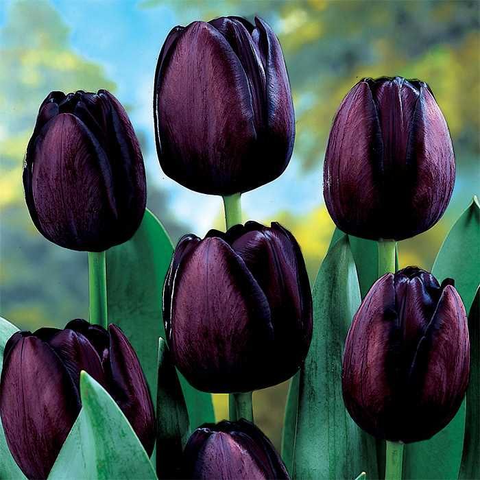 Tulip Bulbs – ‘Queen of Night’