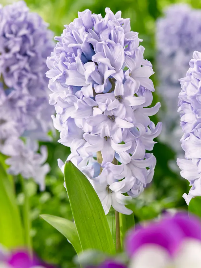 Hyacinth Bulb ‘Caribbean Dream’