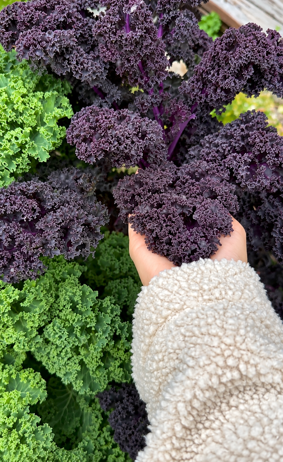 606 Kale Vegetable Starts