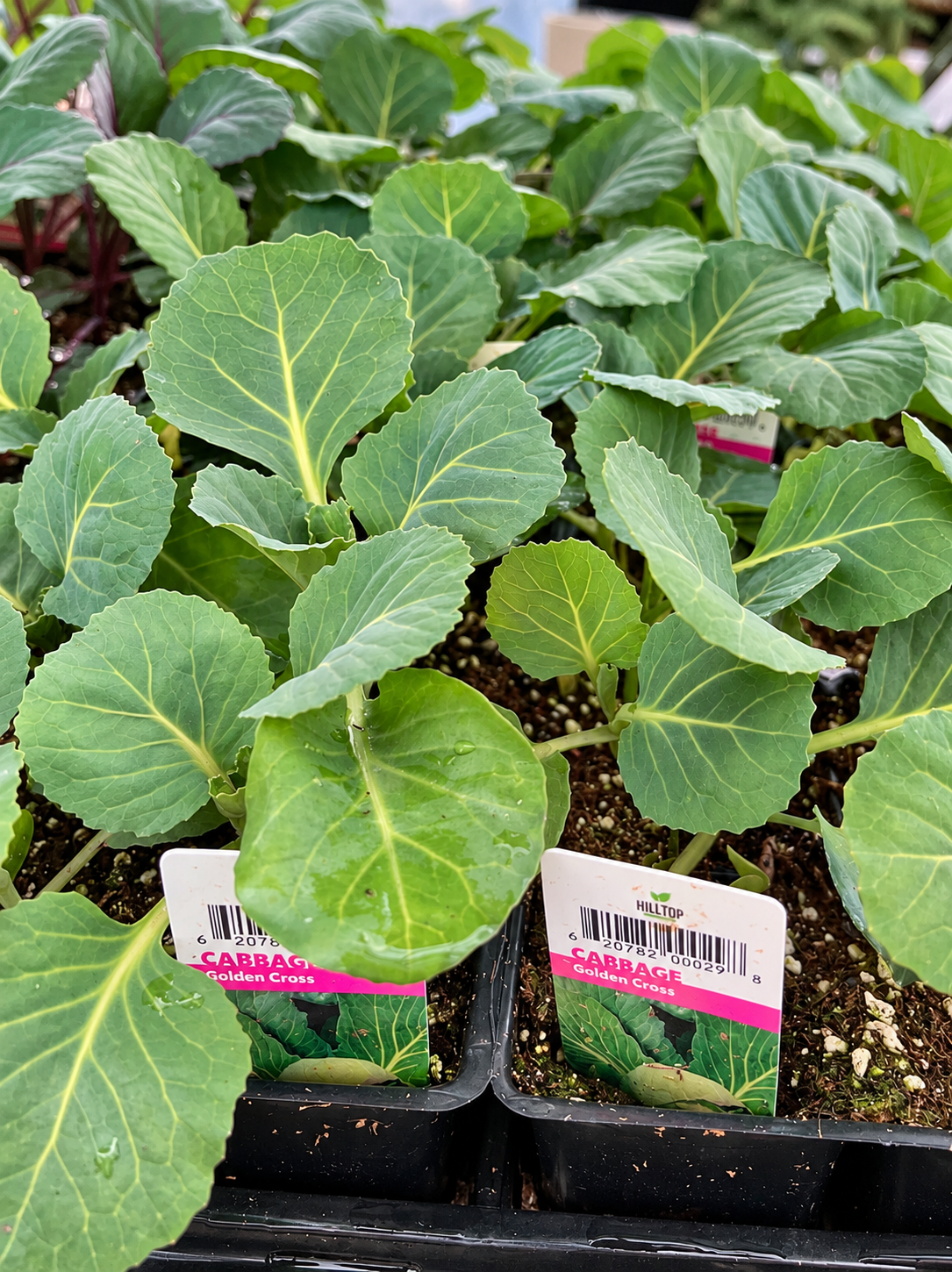 606 Cabbage Vegetable Starts