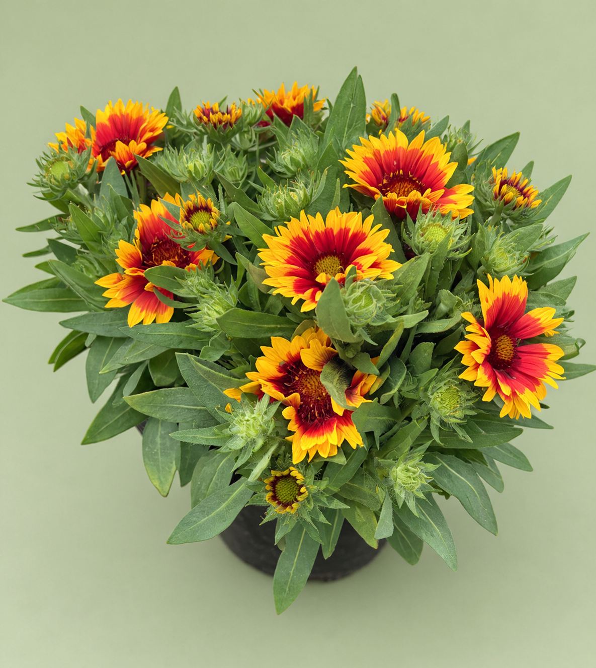 10" Gaillardia – Assorted Colours