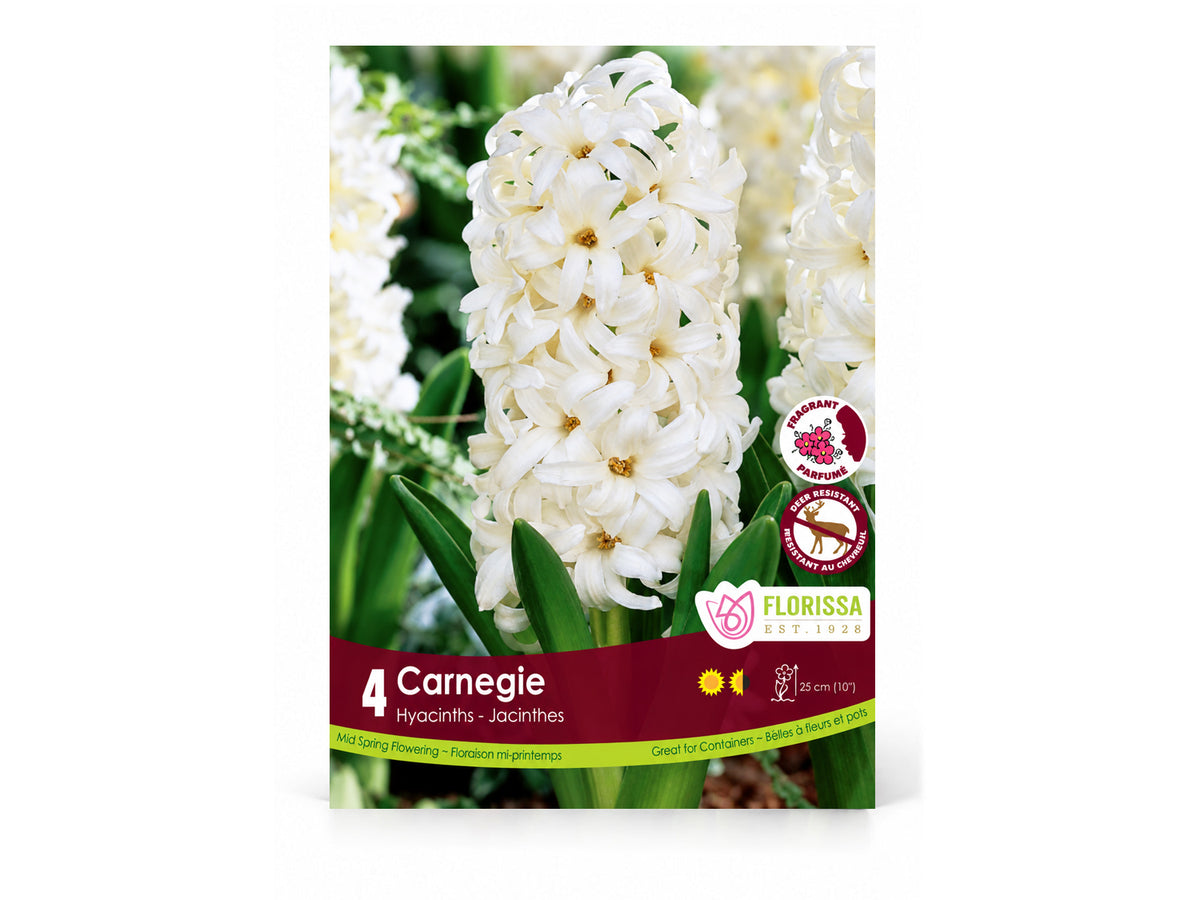 Hyacinth Bulb ‘Carnegie’