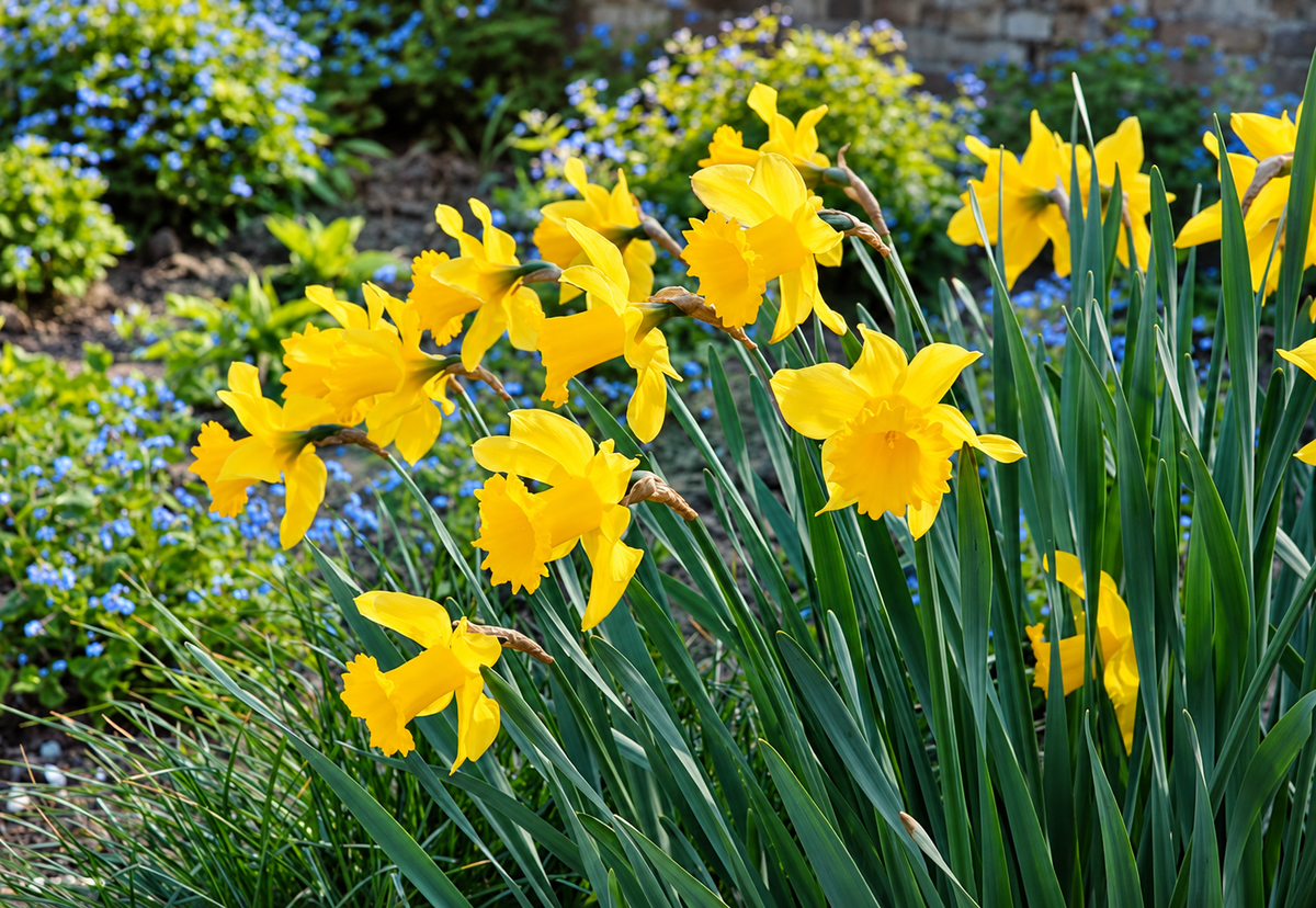 Daffodil Bulbs – ‘King Alfred’