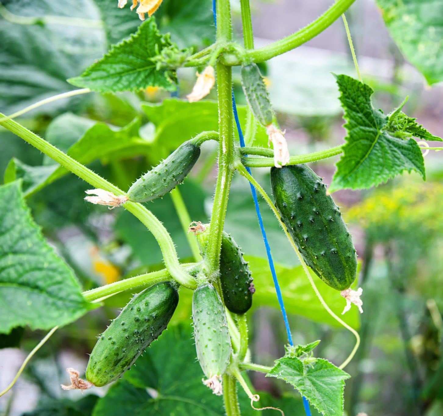 4" Cucumber