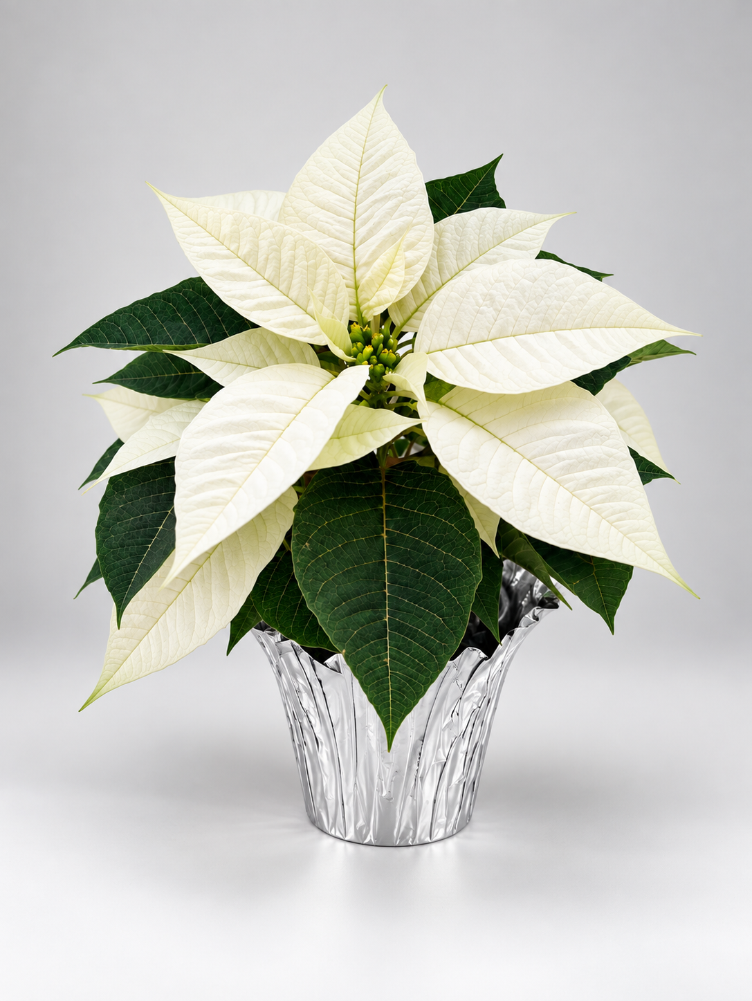 4" Poinsettia (Pre-Order)