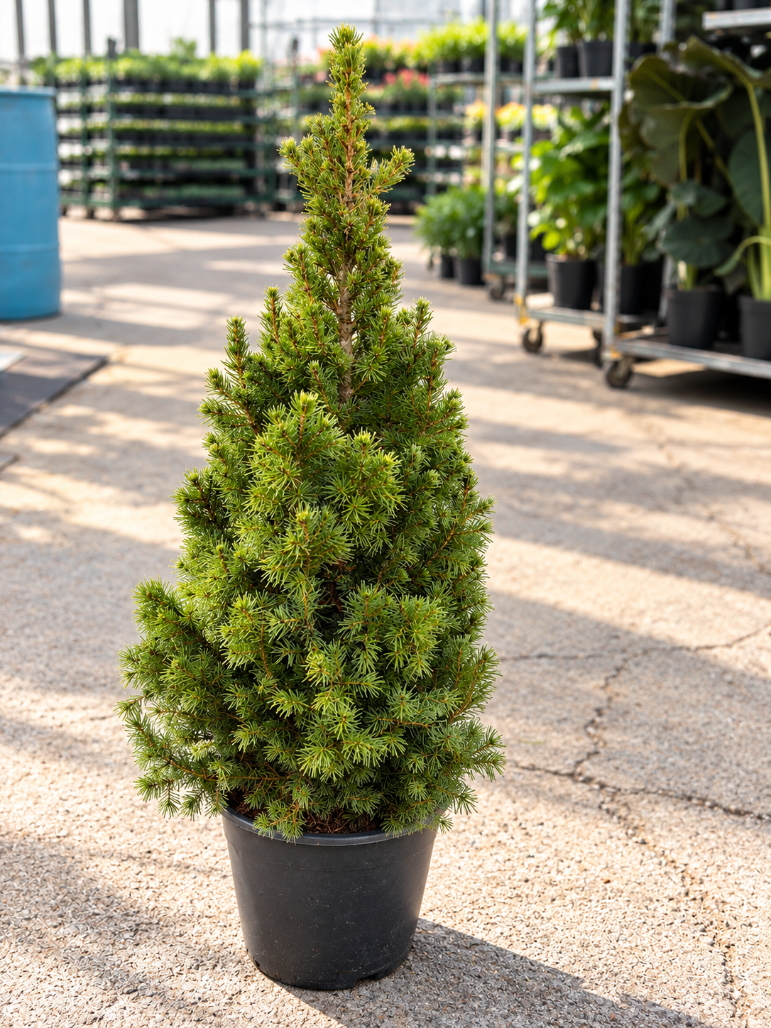 2 Gal Potted ‘Spruce It Up’ Christmas Tree