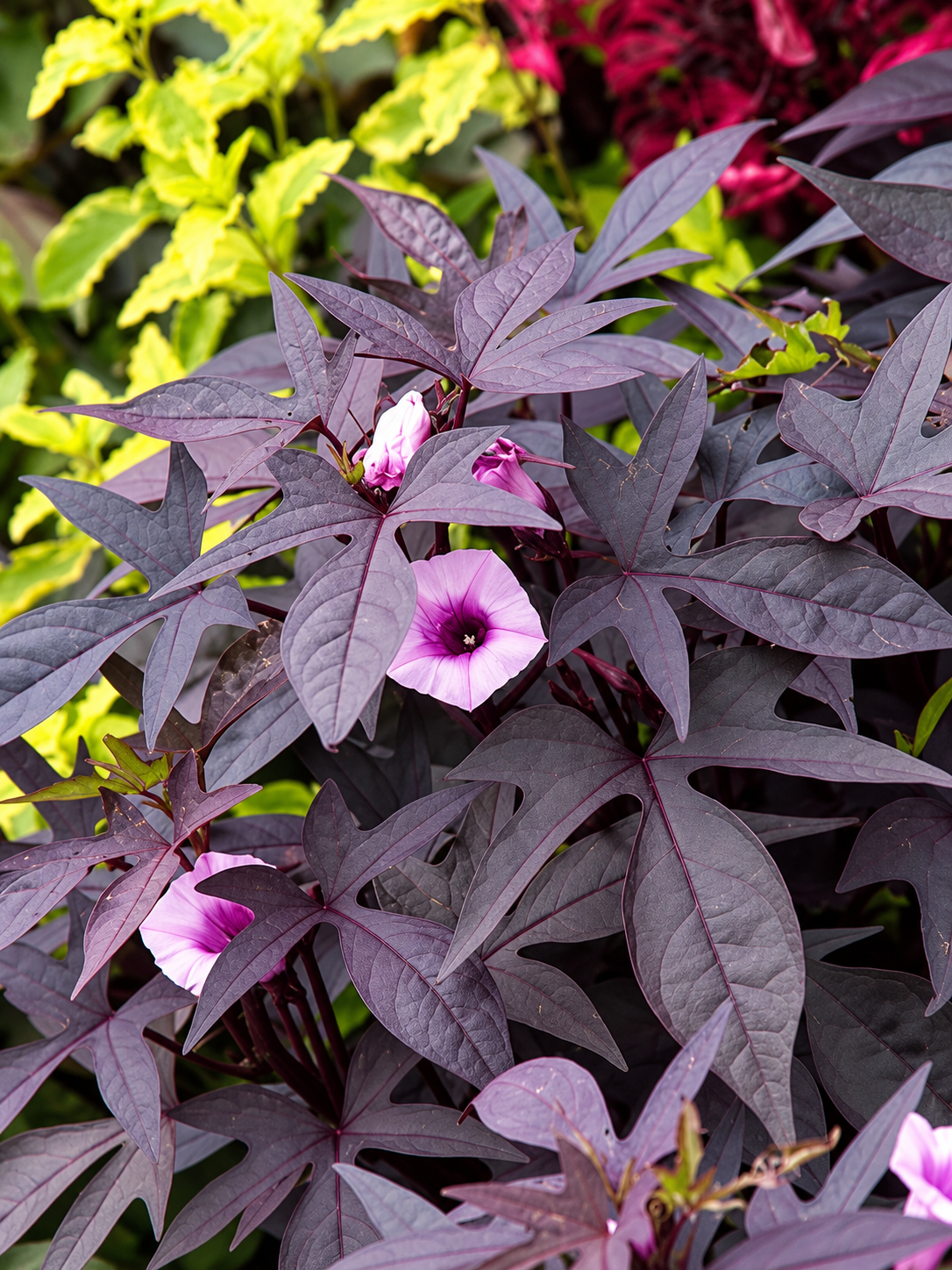 Ipomoea Basket Stuffer – 2.5" Pot