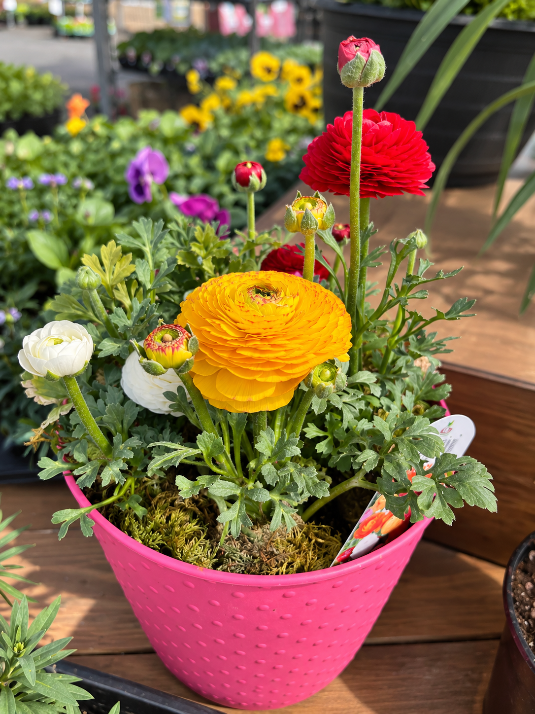 8" Mixed Ranunculus Pot – Assorted Colours