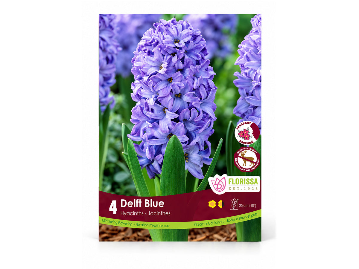 Hyacinth Bulb ‘Delft Blue’