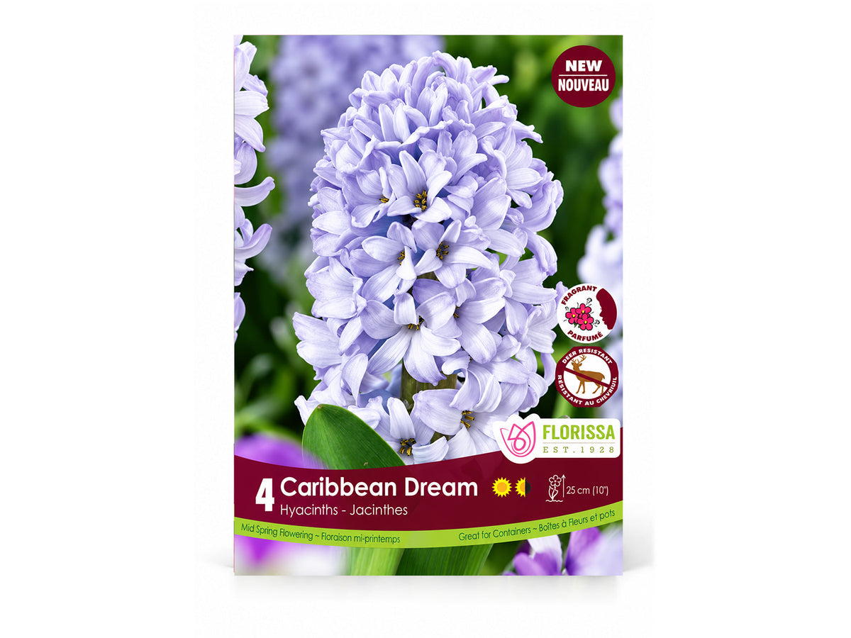 Hyacinth Bulb ‘Caribbean Dream’