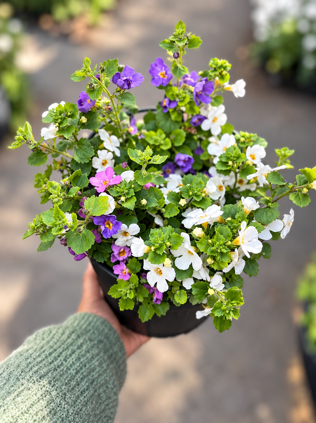 6" Bacopa