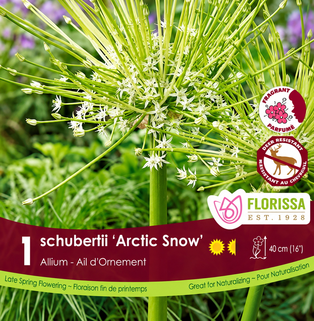 Allium Bulb- Schubertii Artic Snow