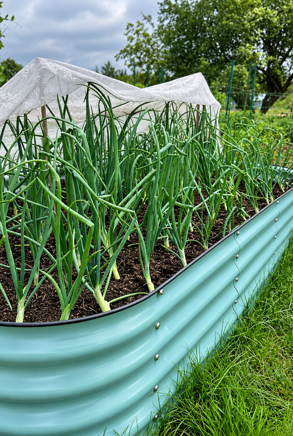 606 Leeks Vegetable Starts