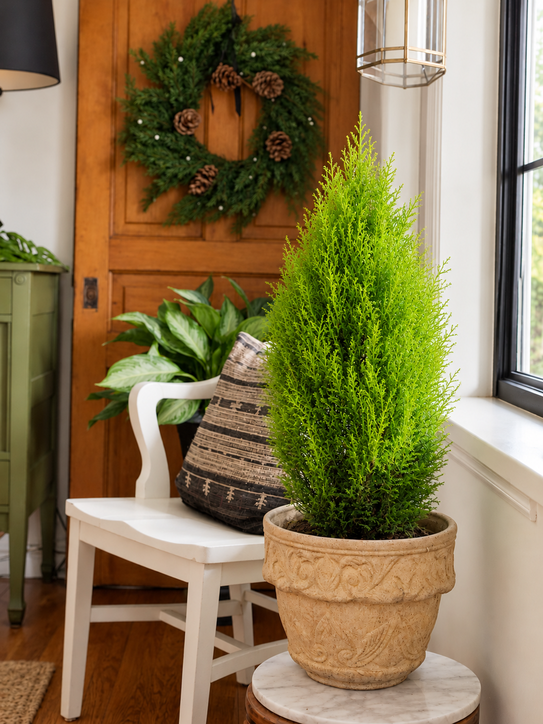 Lemon Cypress ‘Goldcrest Wilma’ Tree - 6" Pot