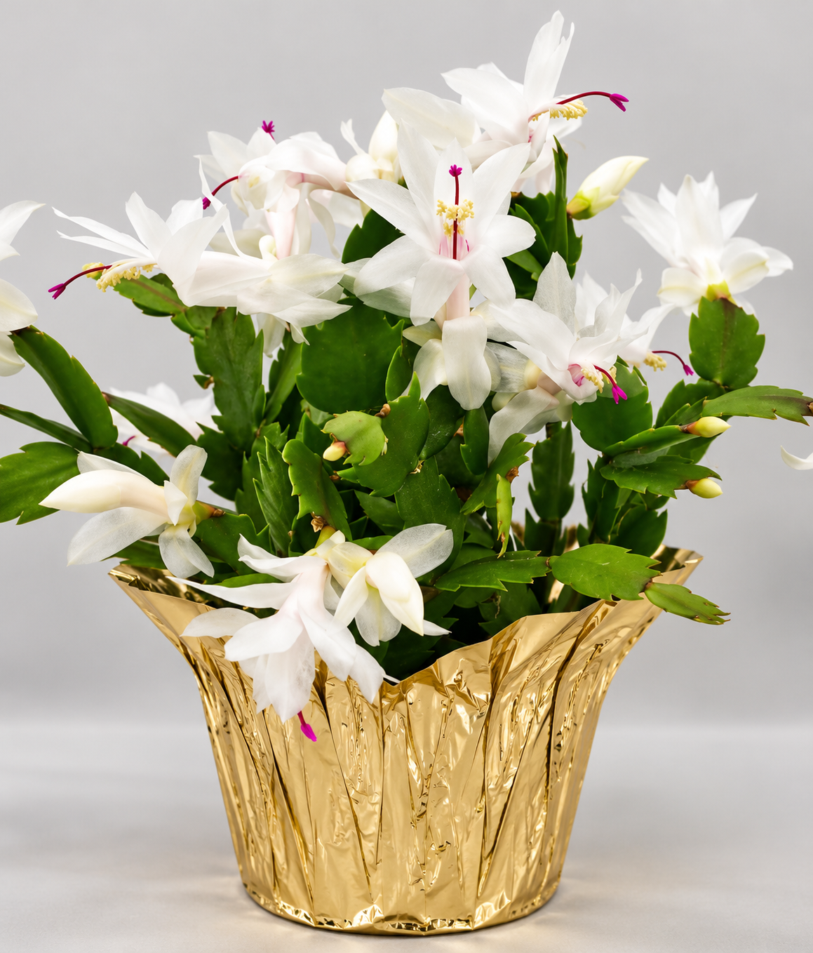 Christmas Cactus – Assorted Colours – 6" Pot