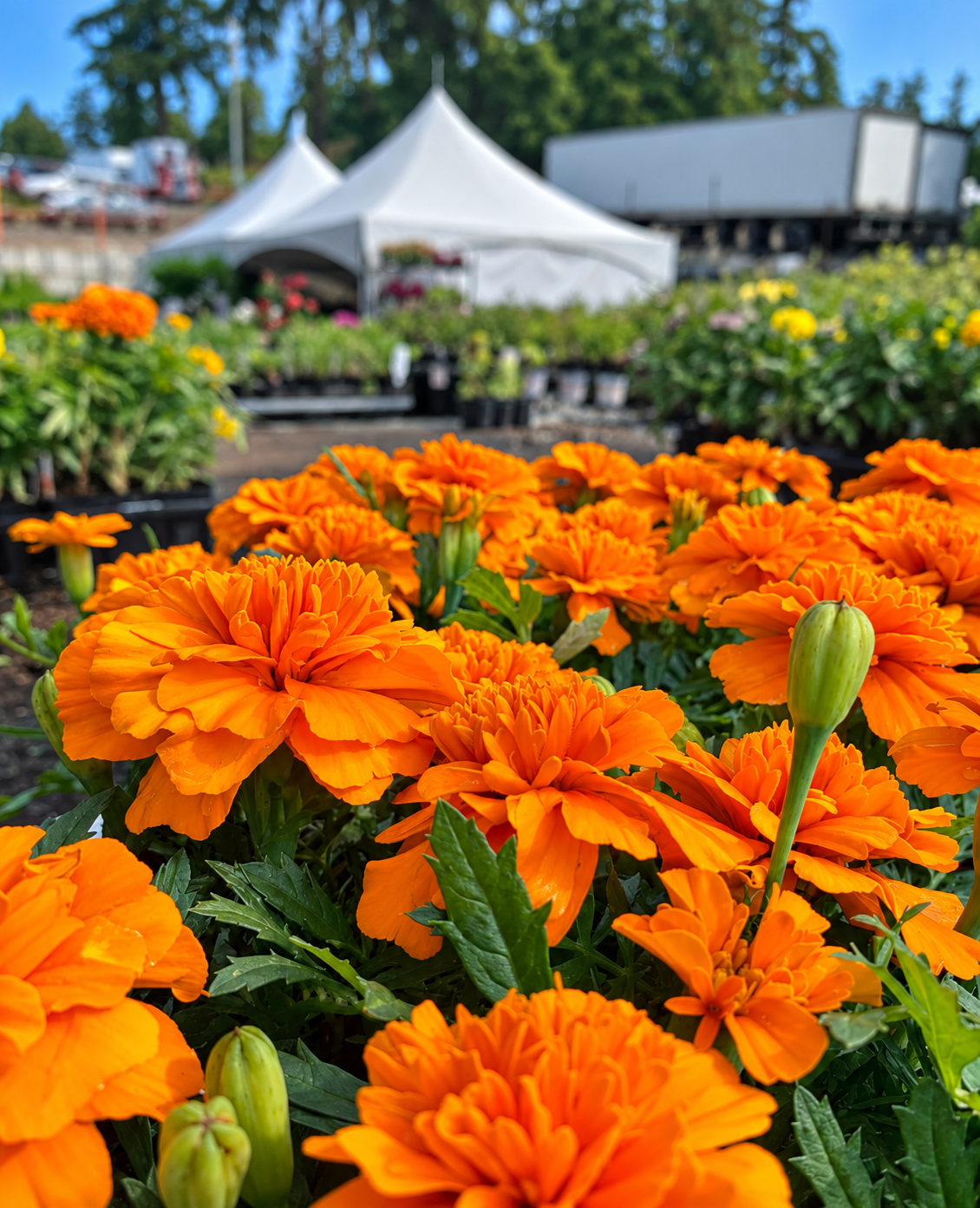 606 Marigold Tray