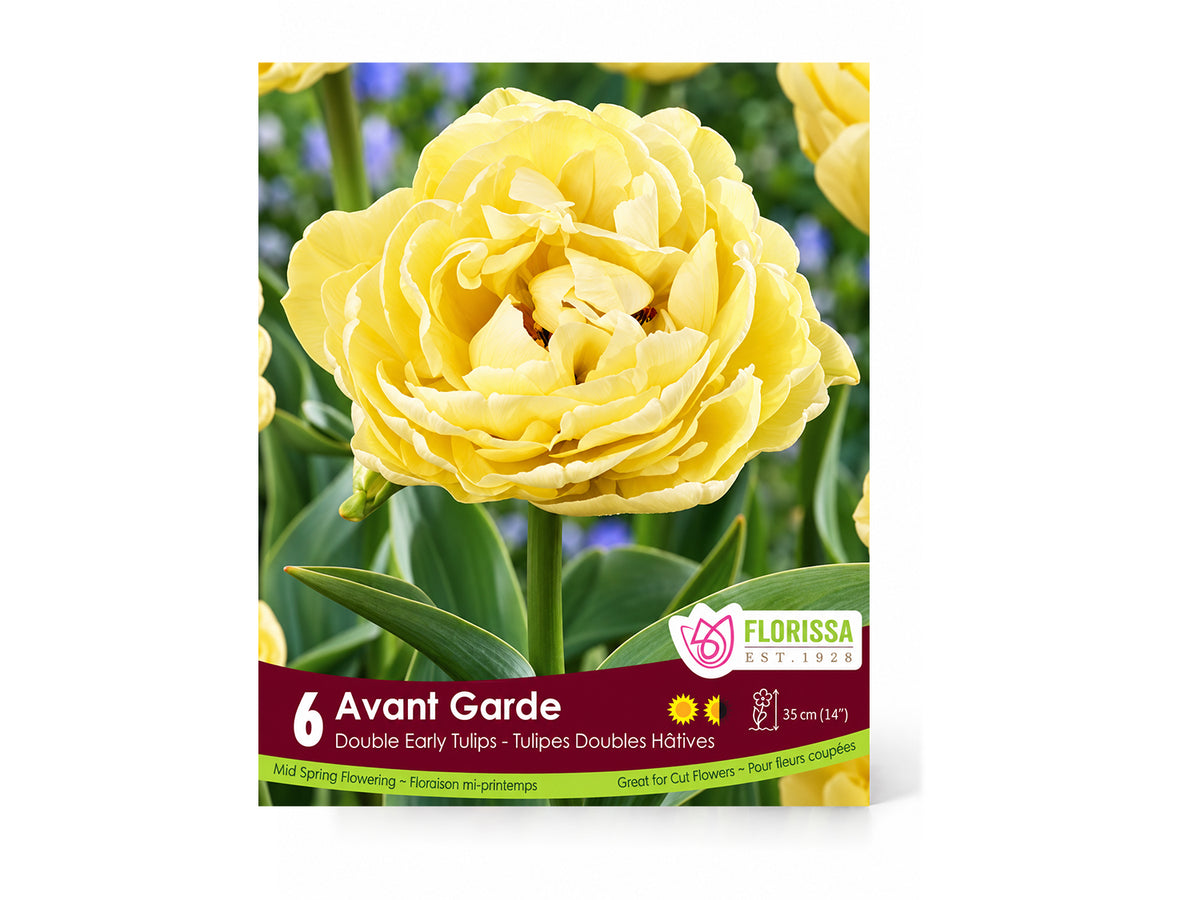 Tulip Bulbs – ‘Avant Garde’