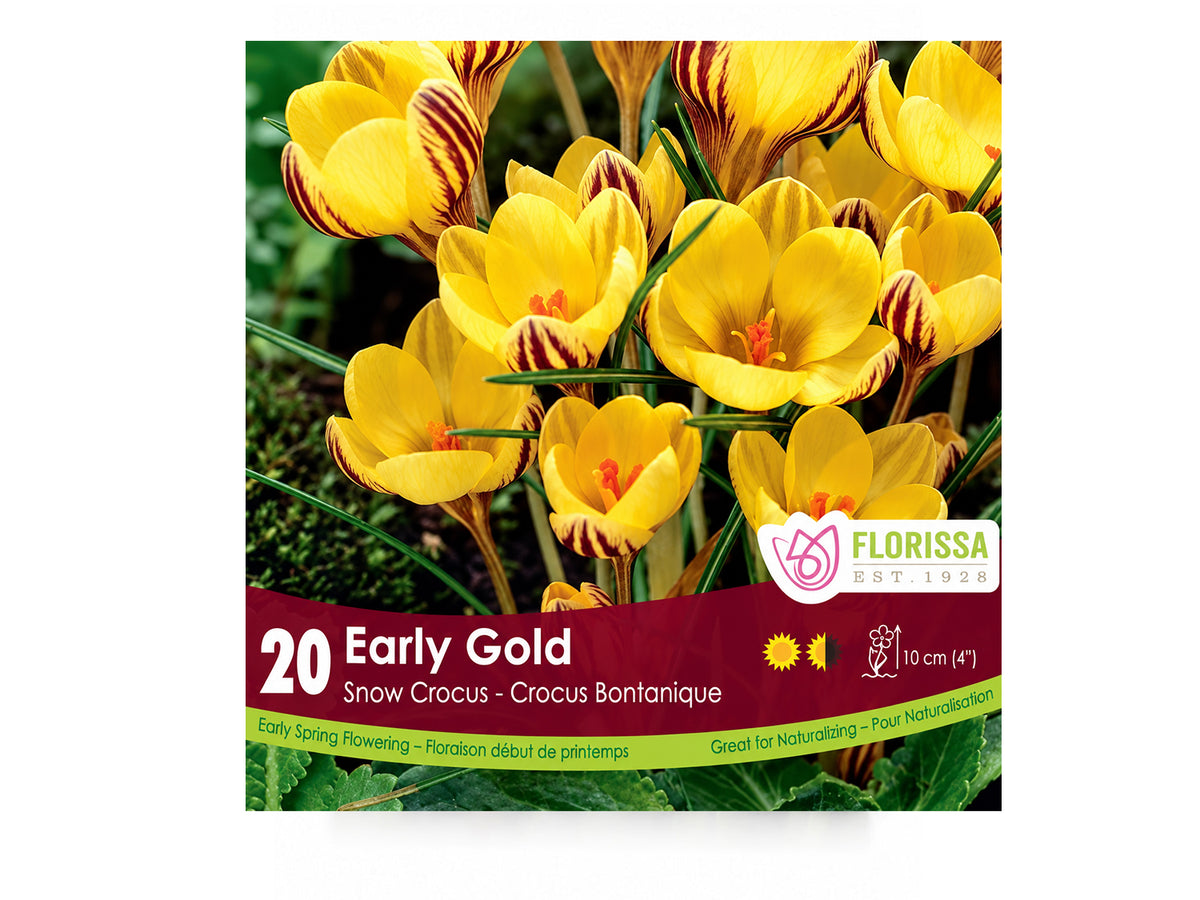 Crocus Bulbs – ‘Snow’ & ‘Early Gold’