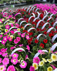 406 Petunia E3 Easy Wave