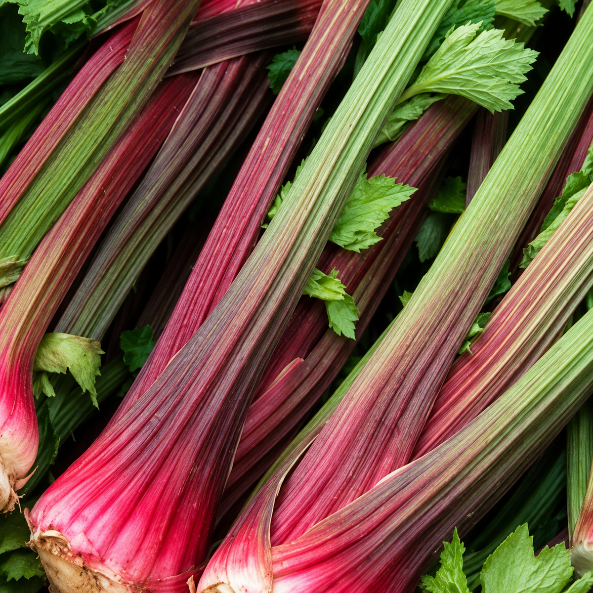 606 Celery Vegetable Starts